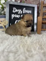 Sissi, a female Pomeranian for sale in Lamar, MO – 1 of 4