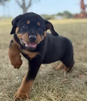 Darcy, a female Rottweiler for sale in Lamar, MO – 8 of 8