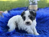 Bunny, a female Miniature Schnauzer for sale in Lamar, MO – 5 of 7