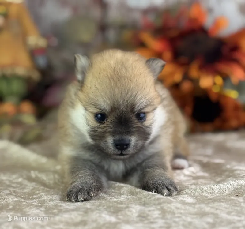 Cooky – Pomeranian puppy for sale in Lamar, MO