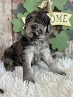 Tigger, a male Goldendoodle for sale in Lamar, MO – Photo 5 of 6