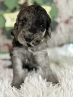 Tigger, a male Goldendoodle for sale in Lamar, MO – Photo 1 of 6