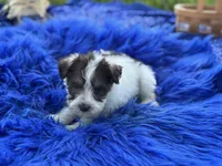 Brit, a female Miniature Schnauzer for sale in Lamar, MO – 3 of 7