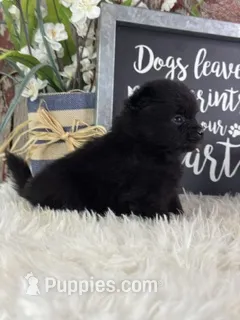 Sirius – Pomeranian puppy for sale in Lamar, MO