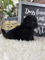 Sirius, a male Pomeranian for sale in Lamar, MO – 1 of 4