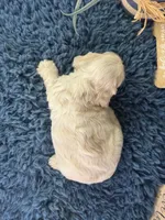 Jolene, a female Cocker Spaniel for sale in Lamar, MO – 6 of 6