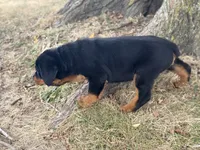 Darcy, a female Rottweiler for sale in Lamar, MO – 6 of 8