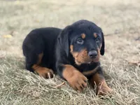 Darcy, a female Rottweiler for sale in Lamar, MO – 4 of 8