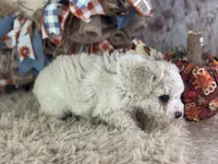 Charlie, a male Miniature Aussiedoodle for sale in Lamar, MO – 2 of 7