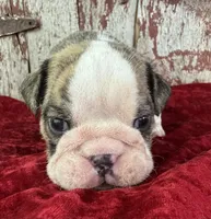 Astro, a male English Bulldog for sale in Lamar, MO – 2 of 4
