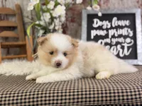 Ernie, a male Pomeranian for sale in Lamar, MO – 3 of 7