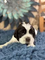 Jagger, a male Cocker Spaniel for sale in Lamar, MO – 4 of 6