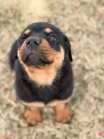Draco, a male Rottweiler for sale in Lamar, MO – 2 of 8