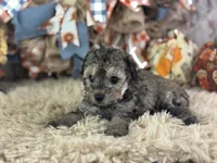 Steffi, a female Miniature Aussiedoodle for sale in Lamar, MO – 2 of 6