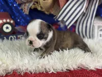 Wisper, a female English Bulldog for sale in Lamar, MO – 5 of 6