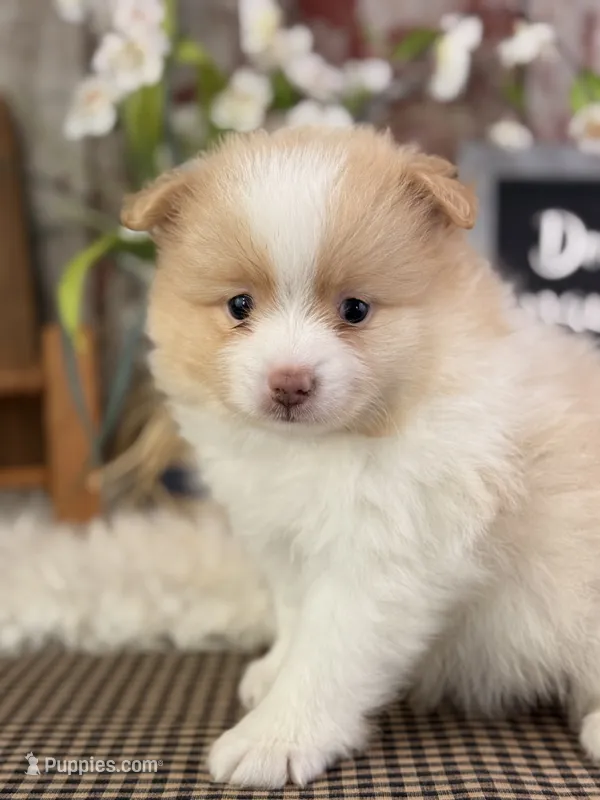 Emerson – Pomeranian puppy for sale in Lamar, MO