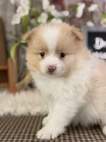 Emerson, a male Pomeranian for sale in Lamar, MO – 1 of 7