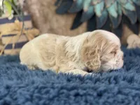 Jax, a male Cocker Spaniel for sale in Lamar, MO – 2 of 6