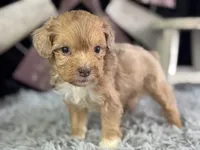 Lukas, a male Miniature Aussiedoodle for sale in Lamar, MO – 1 of 7