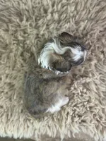 Skippy, a male Miniature Aussiedoodle for sale in Lamar, MO – 6 of 6