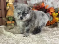 Cypress, a female Pomeranian for sale in Lamar, MO – 5 of 8