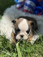 Wisper, a female English Bulldog for sale in Lamar, MO – 6 of 7