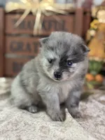Cypress, a female Pomeranian for sale in Lamar, MO – 2 of 8