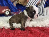 Wisper, a female English Bulldog for sale in Lamar, MO – 4 of 6