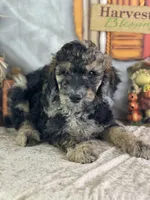 Dozer, a male Poodle - Standard  for sale in Lamar, MO – 4 of 7