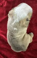 Alvin, a male English Bulldog for sale in Lamar, MO – 4 of 4