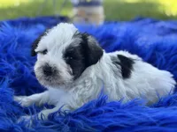 Bessie, a female Miniature Schnauzer for sale in Lamar, MO – 2 of 7