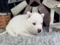 Aldus, a male Siberian Husky for sale in Lamar, MO – 2 of 6