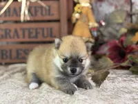 Cooky, a female Pomeranian for sale in Lamar, MO – 5 of 7