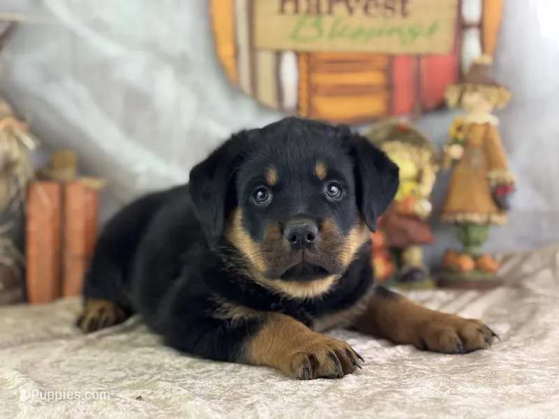 Dudley – Rottweiler puppy for sale in Lamar, MO