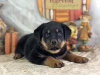 Dudley, a male Rottweiler for sale in Lamar, MO – 1 of 4
