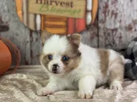 Sienna, a female Pomeranian for sale in Lamar, MO – 5 of 7