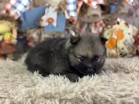 Fudge, a male Pomeranian for sale in Lamar, MO – 6 of 6