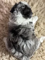 Candy, a female Aussiedoodle for sale in Lamar, MO – Photo 2 of 5