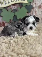 Candy, a female Aussiedoodle for sale in Lamar, MO – Photo 4 of 5