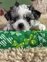Candy, a female Aussiedoodle for sale in Lamar, MO – Photo 3 of 5