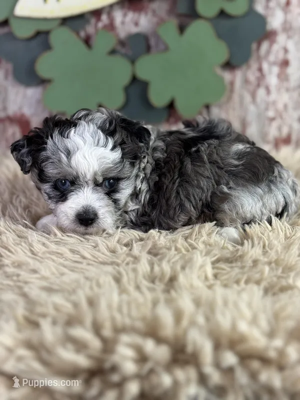 Candy – Aussiedoodle puppy for sale in Lamar, MO
