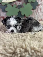 Candy, a female Aussiedoodle for sale in Lamar, MO – Photo 1 of 5