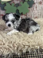 Candy, a female Aussiedoodle for sale in Lamar, MO – Photo 5 of 5