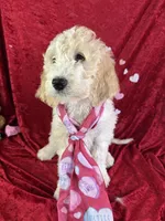 Bessie, a female Goldendoodle for sale in Lamar, MO – Photo 2 of 4
