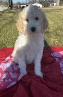 Bessie, a female Goldendoodle for sale in Lamar, MO – Photo 4 of 4