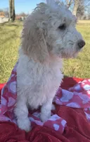 Bessie, a female Goldendoodle for sale in Lamar, MO – Photo 3 of 4