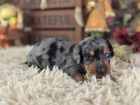 Markos, a male Miniature Dachshund for sale in Lamar, MO – 2 of 8