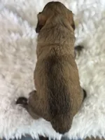 Tracy, a female Goldendoodle for sale in Lamar, MO – Photo 3 of 6