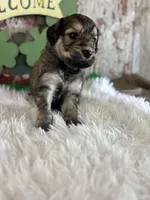 Tracy, a female Goldendoodle for sale in Lamar, MO – Photo 5 of 6