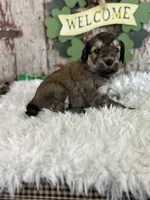 Tracy, a female Goldendoodle for sale in Lamar, MO – Photo 4 of 6